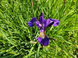 Image result for Iridaceae