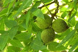 Image result for Juglans