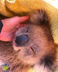 Vets For Compassion On Instagram Safe Now In Dr Elaines Hands In 2020 Cute Animals Super Cute Animals Cute Baby Animals