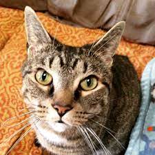 my man cat dasher international cat day cats cat day