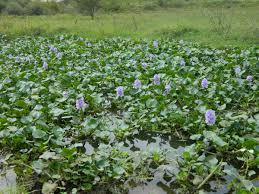 Image result for Pontederia crassipes