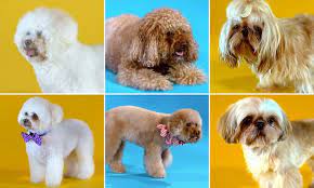 For the safety of myself and your pet, pooch perfect requires that you must disclose if your dog has ever exhibited any aggressive behaviour whilst being groomed or. Pooch Perfect Sees Groomers Give Scruffy Canines Miraculous Makeovers Daily Mail Online