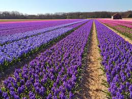 The project, being built by the evergrande group. Holland Bike Tour Tulip Tour 4 Or 5 Days Yubike Tours