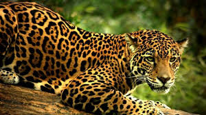 El jaguar (también conocido como yaguar o yaguareté) es un mamífero felino del orden carnivora ha sido un animal extensamente perseguido por su piel, ya que el abrigo producido con su pelaje es. El Jaguar Animal De Veneracion En Mexico Pueblos Magicos De Mexico
