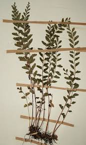 Image result for Lindsaeaceae