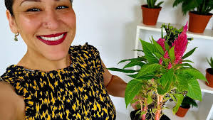 My celosia or cockscomb👍👍