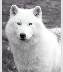 pin by haley marie on animals i want arctic wolf animals wild animals
