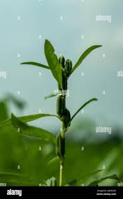 Image result for Pedaliaceae