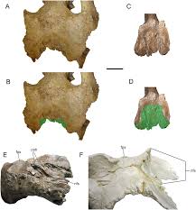 Image result for Dinophora