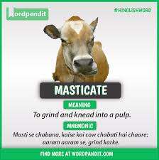 Meaning Of Masticate Good Vocabulary Words Learn English Vocabulary Advanced English Vocabulary