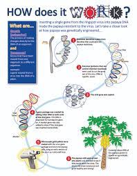 Genetic modification of human embryos given the green light in britain, unleashing a traditional crop breeding cultivates drought tolerance faster and more efficiently than genetic modification. History Of Agricultural Biotechnology How Crop Development Has Evolved Learn Science At Scitable
