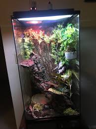 New Sky Scrapper Exxo Terra Tank My Tokay Gecko Loves It Vivarium Gecko Snake Bioactive Terrarium Gecko Terrarium Crested Gecko Habitat Crested Gecko