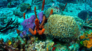 How To Visit Mexico S Mesoamerican Barrier Reef