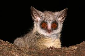 Bush baby — ush baby, bushbaby ush ba*by(b.ush b=a*by^), n. Lesser Bush Baby Galago Senegalensis Shadows Of Africa
