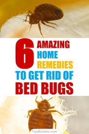 6 Home Remedies To Get Rid Of Bed Bugs Incl Recipes In 2020 Rid Of Bed Bugs Bed Bug Remedies Bed Bugs Treatment
