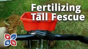 Late summer (late august to early september) is a good time to fertilize the lawn as nights become cooler and rainfall usually occurs more frequently. Do My Own Lawn Care Fertilizing Tall Fescue Grass Ep30 Youtube