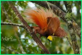 Cendrawasih merupakan burung yang memiliki kecantikan luar biasa. Burung Cendrawasih Cantik Yang Ada Di Indonesia Burung Alam Yang Indah Habitat