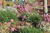 Armeria sp.