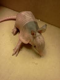 Parents Saved This Little Guy During Tropical Storm Debby They Named Him Arby Baby Animals Cute Baby Animals Animals Beautiful
