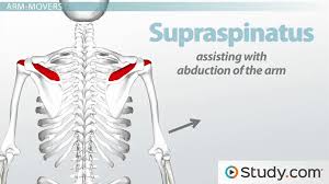 The shoulder joint (glenohumeral joint) is a ball and socket joint with the most extensive range of motion in the human body. Shoulder Muscles Anatomy Support Movement Video Lesson Transcript Study Com