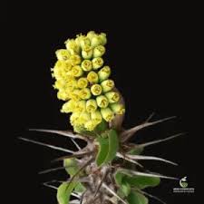 Image result for Cyphostemma montanum