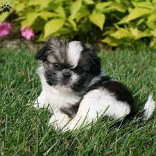 Use the search tool below and browse adoptable shih tzus! Sassy Shih Tzu Puppy For Sale In Pennsylvania