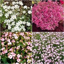 This is dangerous, no matter where you are in breath of the wild. Babys Breath Seeds Mixed Flower Seeds In Packets Bulk Eden Brothers