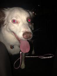 Best pet groomers near bentonville, ar 72712 · coolwag. Earthwise Pet Bentonville 3316 Sw I St Ste 4 Bentonville Ar Pet Grooming Mapquest