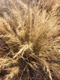 Image result for Aristida meridionalis