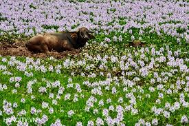 Image result for bông lục bình trôi sông