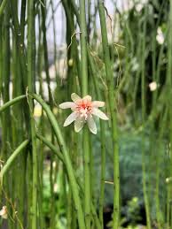 Image result for Rhipsalis