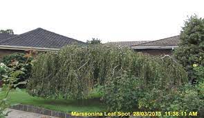 You must also try to remove the fallen leaves, so as to avoid spread of this disease. Birch Leaf Spot