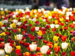 Check spelling or type a new query. Where To See A Riot Of Spring Flowers In Australia Travel Insider