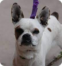 Phoenix Az Boston Terrier French Bulldog Mix Meet Ken A Dog For Adoption Dog Adoption French Bulldog Mix Boston Terrier