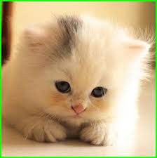 Hewan ini merupakan salah satu hewan noktunal yang berasal dari afrika utara. Gambar Kucing Lucu Imut Dan Paling Menggemaskan Sedunia Gambar Kucing Lucu Kucing Lucu Menggambar Kucing