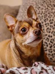 What is the temperament of a rat terrier? Chihuahua Terrier Mix What To Expect From This Unusual Mix Breed Dog
