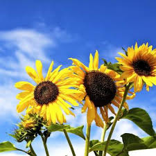 Use them in commercial designs under lifetime, perpetual & worldwide rights. Sun Flowers Free Stock Photo By Bakaric On Stockvault Net