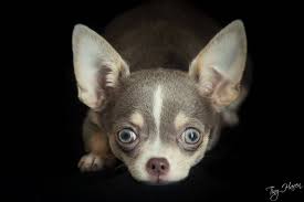 Chihuahua Dog Art Portraits Photographs Information And Just Plain Fun Also See How Artist Kline Draws His Dog Cute Chihuahua Baby Chihuahua Chihuahua Love