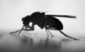 See more ideas about pest control, pests, control. How To Get Rid Of Flies Diy Vs Exterminator Cost Earlyexperts