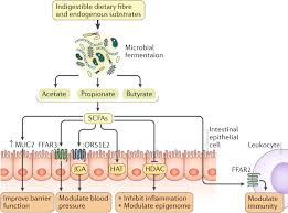 Dietary Metabolism The Gut Microbiome And Heart Failure Nature Reviews Cardiology