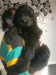 Adorable puppies for sale at the family puppy's troy, novi, and flint location! Newfypoo Puppies Wellingborough Northamptonshire Pets4homes