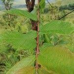 Image result for Crossopteryx