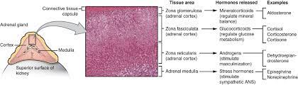 The Adrenal Glands