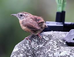 If you are totally clueless, one of the best ways is to get a tracing paper and copy as many pictures of animals as possible. Activities Bird Id Practice Bird Academy The Cornell Lab