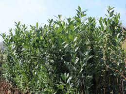 Wann ist der beste zeitpunkt zum pflanzen von kirschlorbeer? Kirschlorbeer Lorbeerkirsche Caucasica Prunus Laurocerasus Caucasica Baumschule Horstmann