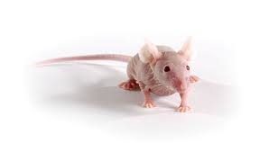 Nude Mice Charles River Laboratories