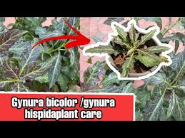 Image result for Gynura pseudochina