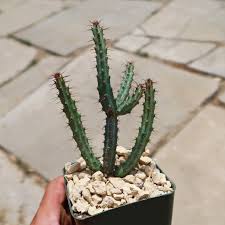 Image result for Euphorbia davyi