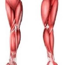 Check spelling or type a new query. Anatomy Of Human Arm Muscle Download Scientific Diagram