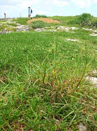 Image result for Paspalum plicatulum
